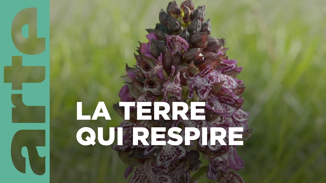 Documentaire Des prés et des champs | Les secrets des fleurs sauvages