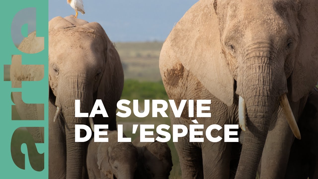 Documentaire Éléphants | Dynasties animales 
