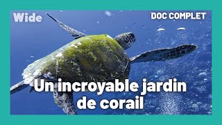 Fakarava : la perle des Tuamotu