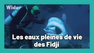 Fidji : Une eau riche et colorée