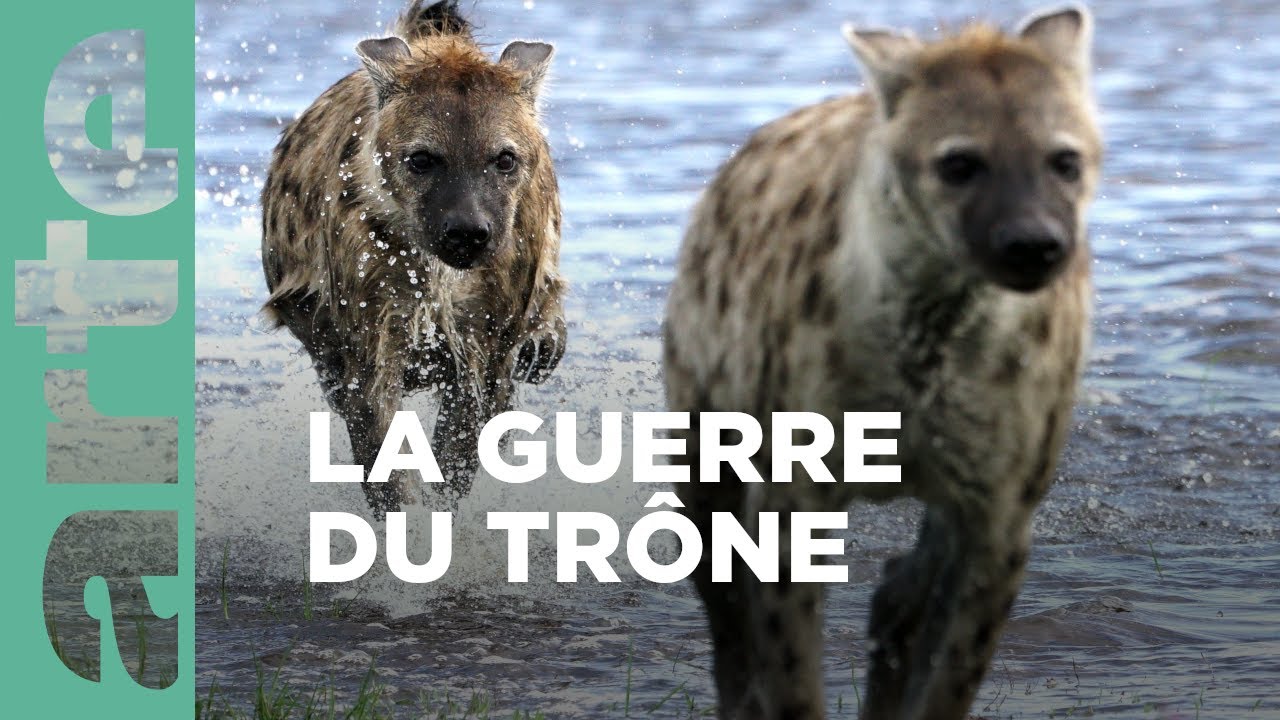 Hyènes | Dynasties animales
