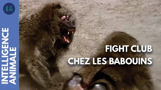 Documentaire Jeux de pouvoirs entre babouins