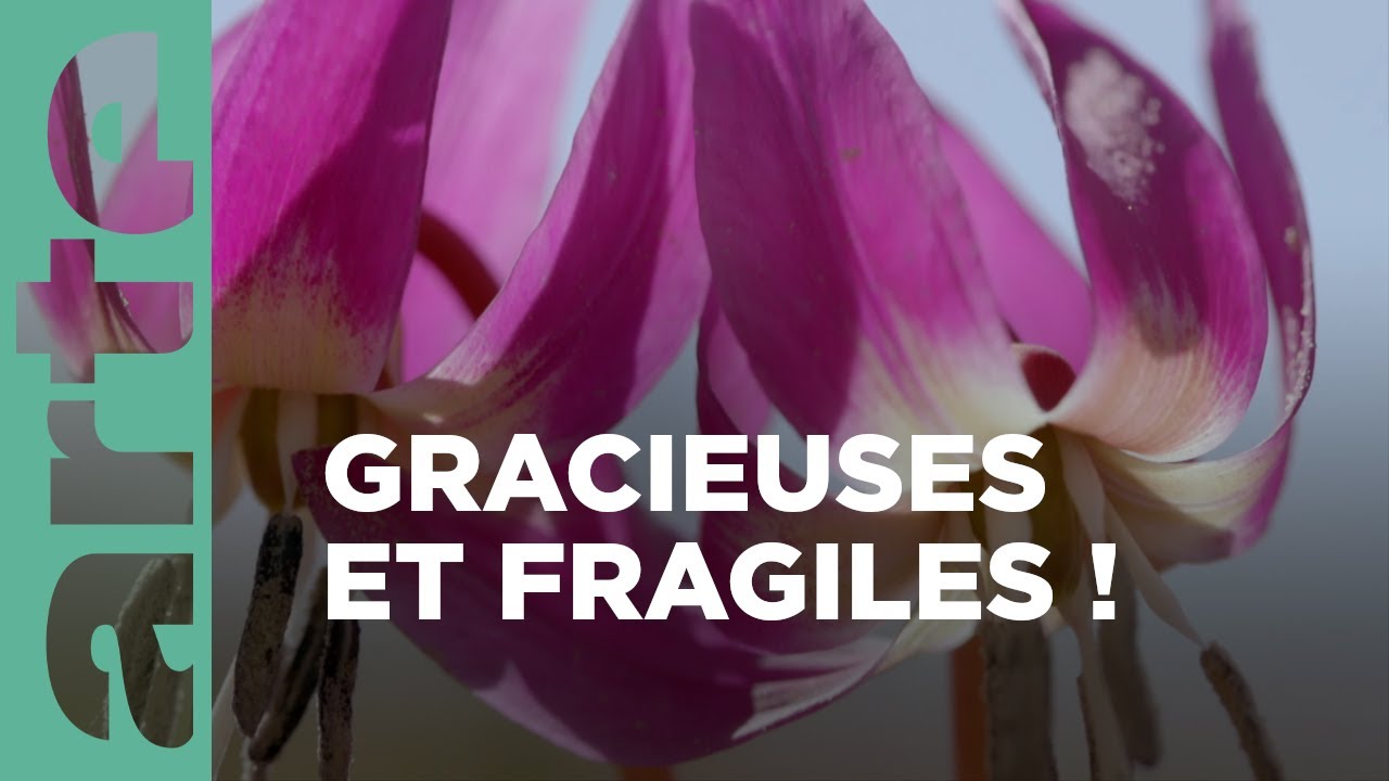 Là-haut sur la montagne | Les secrets des fleurs sauvages