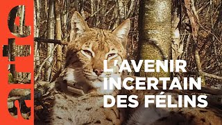 Documentaire La réintroduction du lynx fait débat en Europe