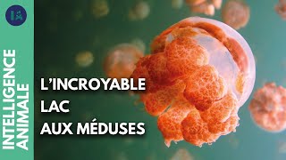 La vie dans les eaux de la 7ème merveille sous-marine