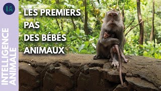 Documentaire L’apprentissage des petits animaux