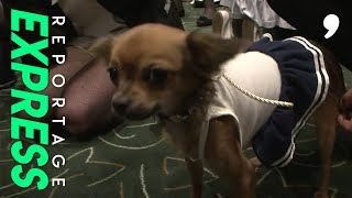 Documentaire Le 1er concours de prêt-à-porter canin