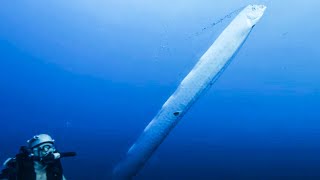 Documentaire Le Régalec, le plus grand poisson osseux du monde