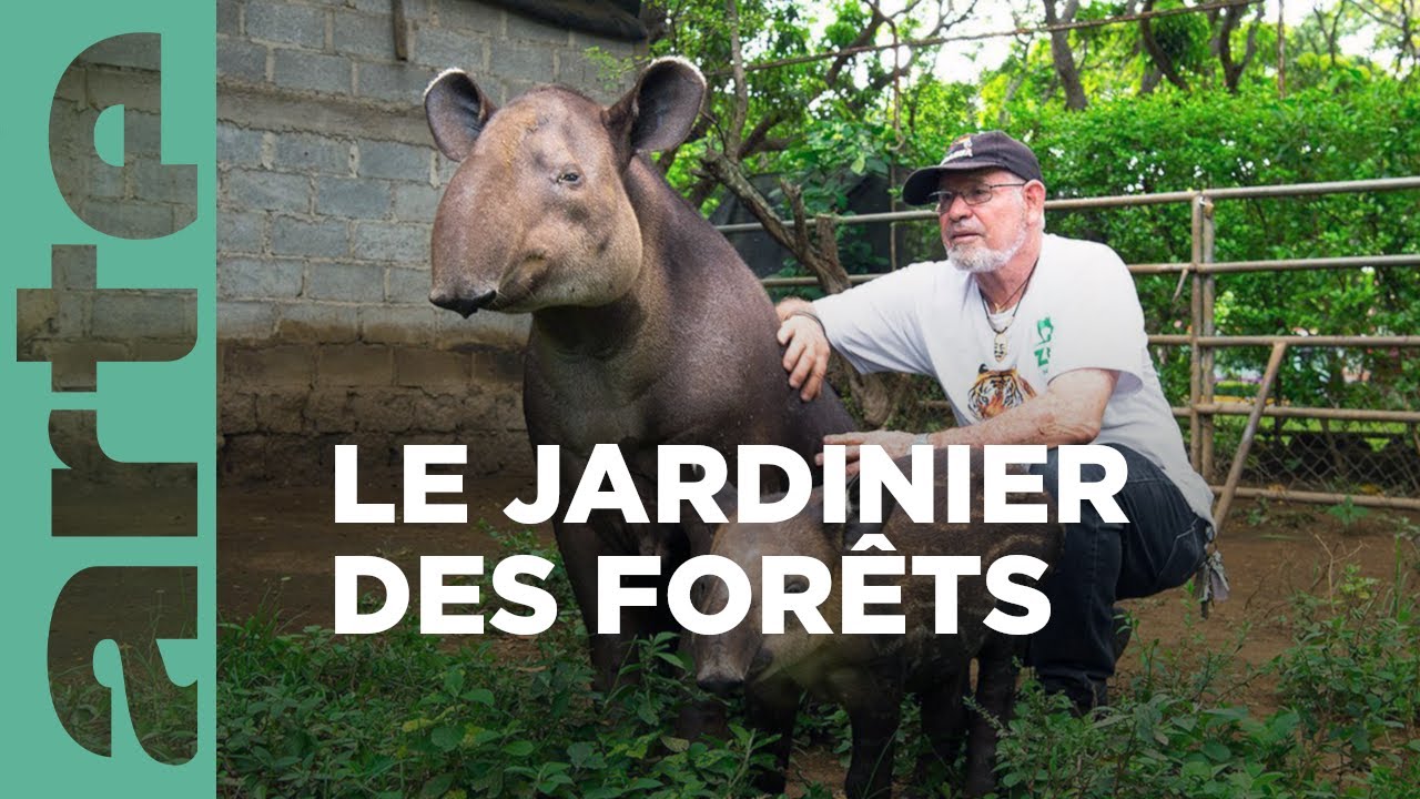 Le Tapir