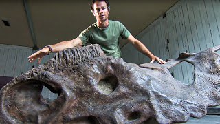 Documentaire Le mystère des dinosaures à cornes