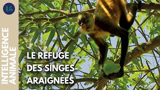 Le refuge qui redonne la liberté aux singes-araignées
