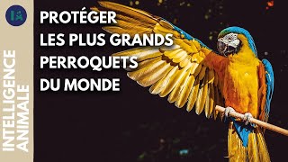 Le royaume des Aras