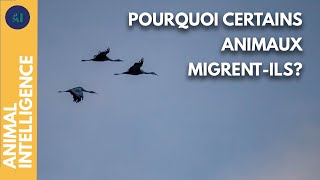 Les animaux qui ne tiennent pas en place