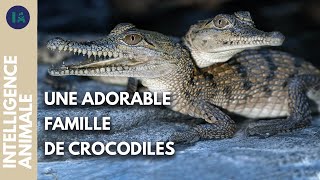Les crocodiles ont-ils l'instinct maternel ?