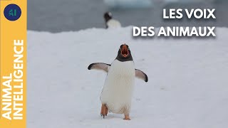 Les langages des animaux