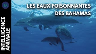 Les meilleurs lieux où admirer la vie marine aux Bahamas