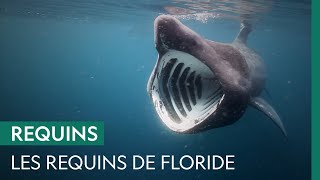Documentaire Les nombreux requins de la Space Coast en Floride