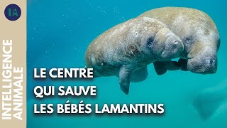 Les orphelins de la mer