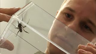 Documentaire Les pouvoirs étonnants de la toile d’araignée