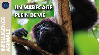 Les protecteurs des caïmans et des singes hurleurs