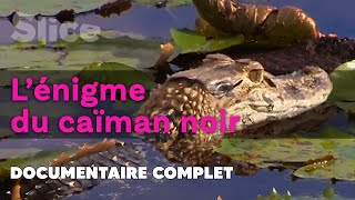 Les secrets du marais aux crocodiles