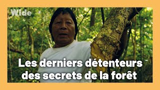 Documentaire Les trésors cachés de la forêt guyanaise
