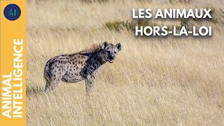 Les vandales chez les animaux