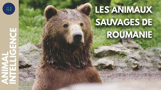 L'étonnante vie sauvage de Roumanie