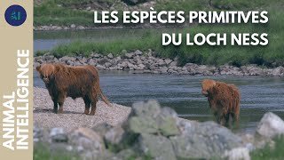 Documentaire L’incroyable biodiversité du Loch Ness