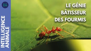 Documentaire L’incroyable mégastructure des fourmis