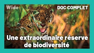 Pantanal : les merveilles du Brésil grandeur nature
