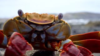 Pieuvre VS. murène, la chasse aux crabes