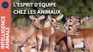 Pourquoi certains animaux s'entraident ?
