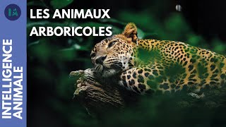 Pourquoi certains animaux vivent-ils dans les arbres ?