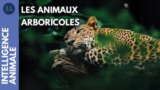 Documentaire Pourquoi certains animaux vivent-ils dans les arbres ?