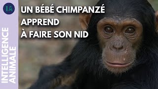 Pourquoi les chimpanzés refont-ils leur lit tous les soirs ?