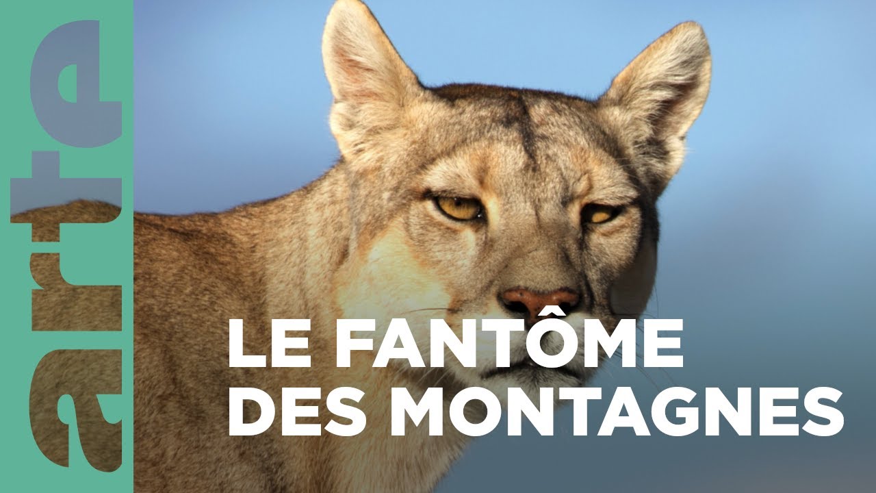 Pumas | Dynasties animales