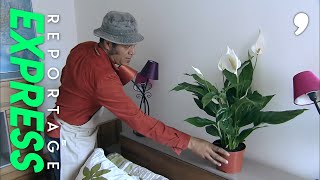 Documentaire Quelle plante pour quelle pièce ?