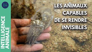 Documentaire Quels sont les pouvoirs de transformation des animaux ?