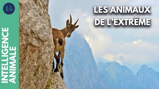 Qui sont les animaux avec des compétences de survie ultime ?