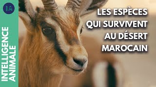 Qui sont les animaux iconiques du parc national de Souss-Massa