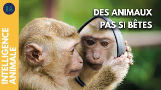 Documentaire Quels sont les animaux intelligents ?