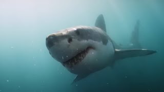 Documentaire Requins, des prédateurs menacés