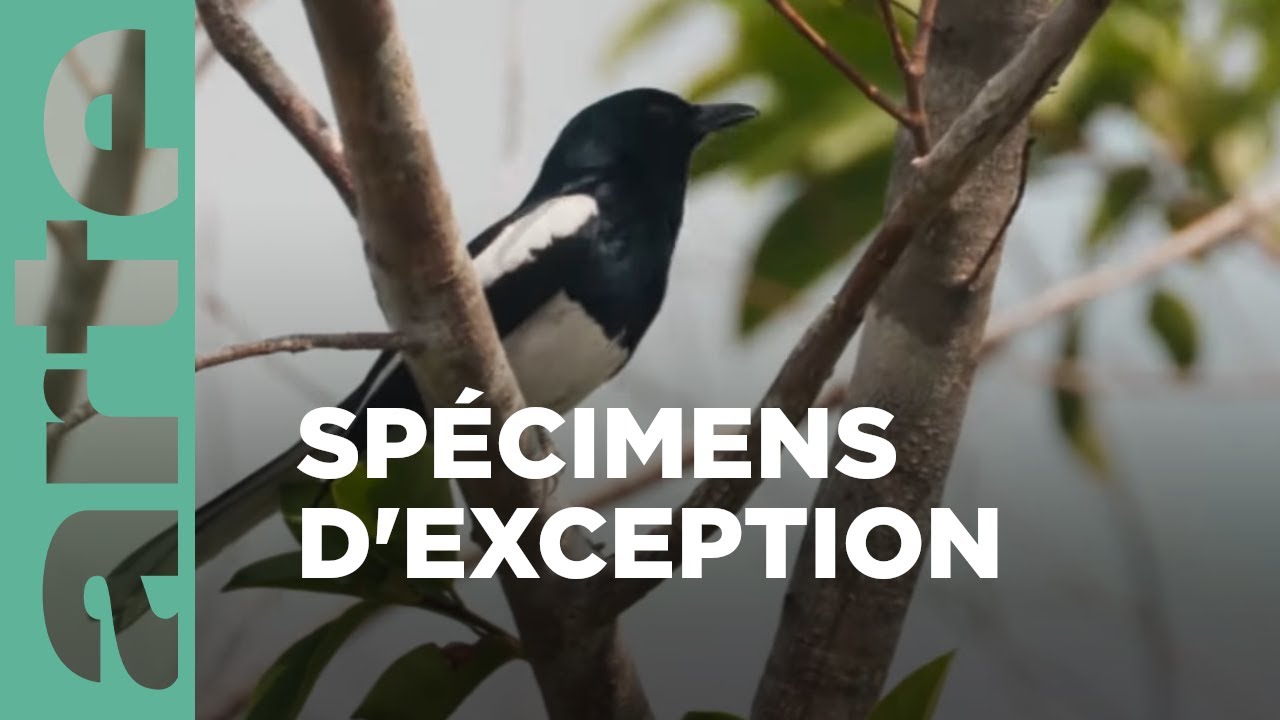 Singapour, quand les oiseaux chantent