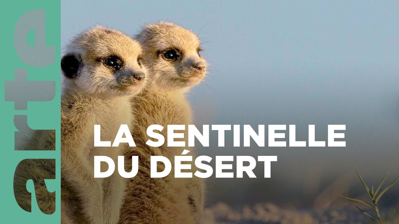 Suricates | Dynasties animales