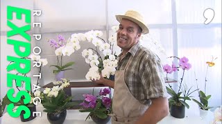 Documentaire Tous les secrets pour faire durer vos orchidées