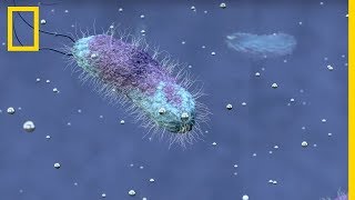 Tout comprendre sur les extrêmophiles