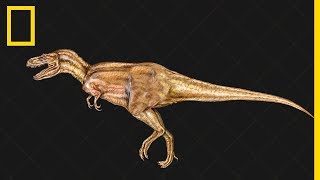 Documentaire Tout comprendre sur l’évolution des dinosaures