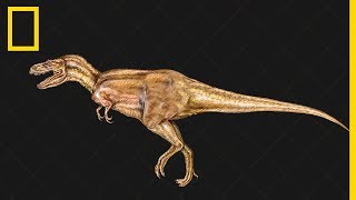 Tout comprendre sur l'évolution des dinosaures