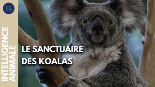 Un refuge pour l'animal le plus mignon d'Australie